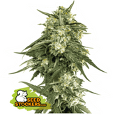 BCN CRITICAL XXL FAST FEM